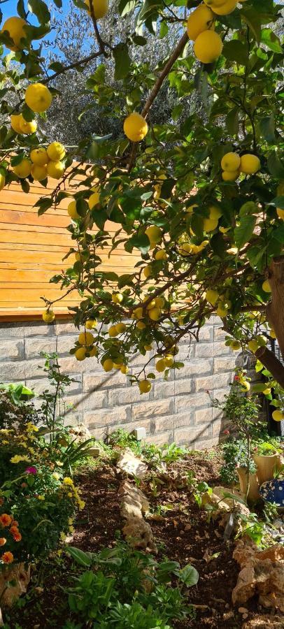 Maria'S Guesthouse - Uphill View Of Nazareth F 外观 照片